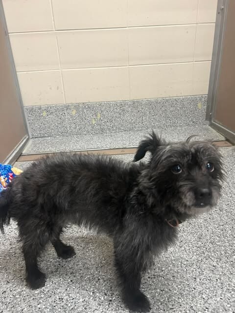 Picture of the Animal Listed