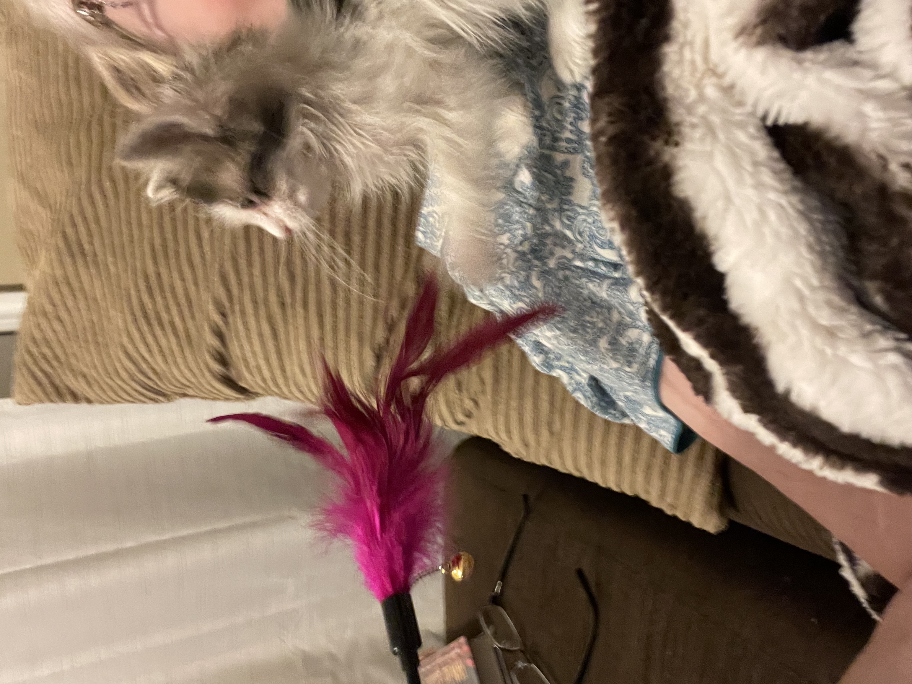 Picture of the Animal Listed