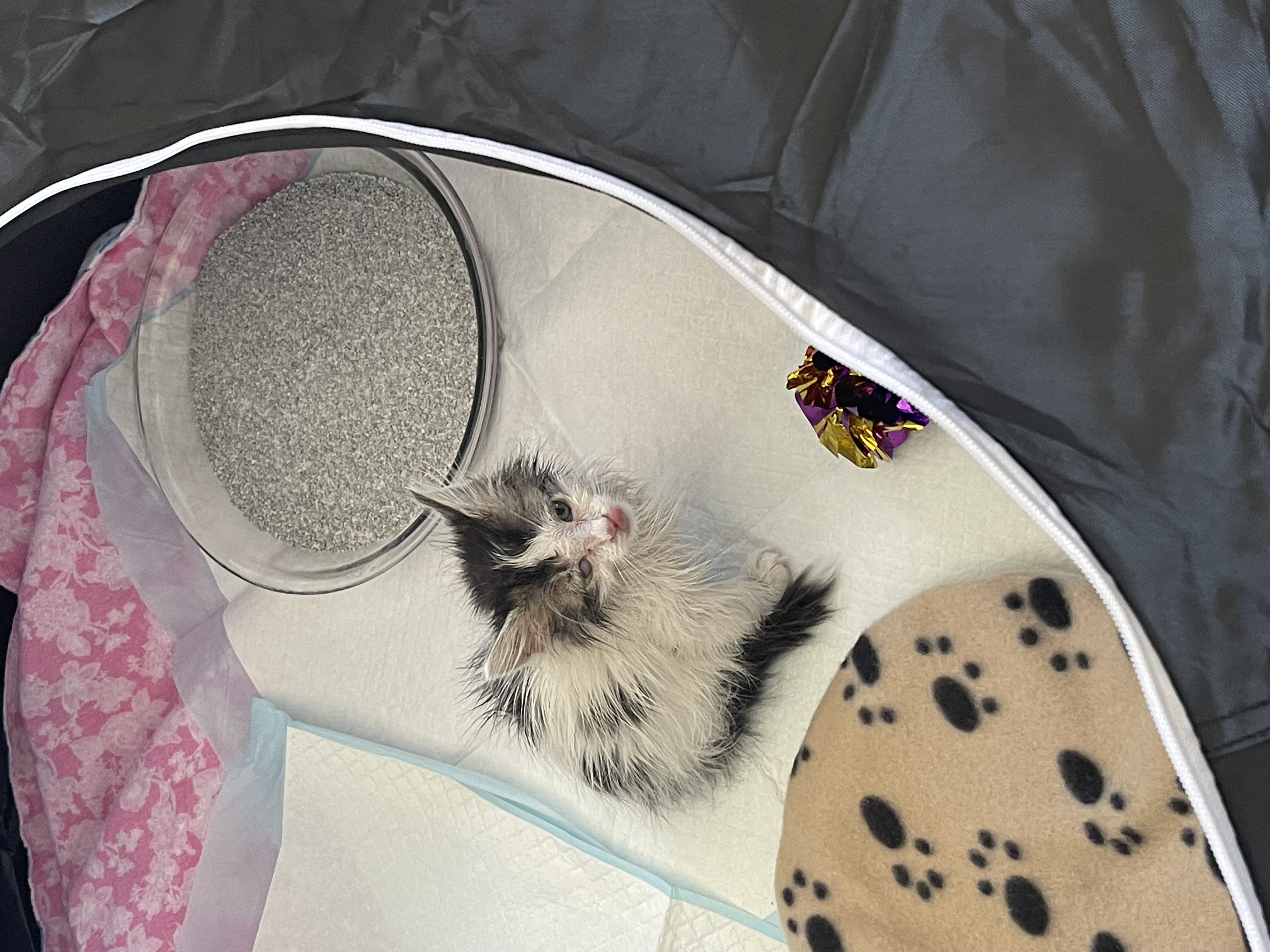 Picture of the Animal Listed