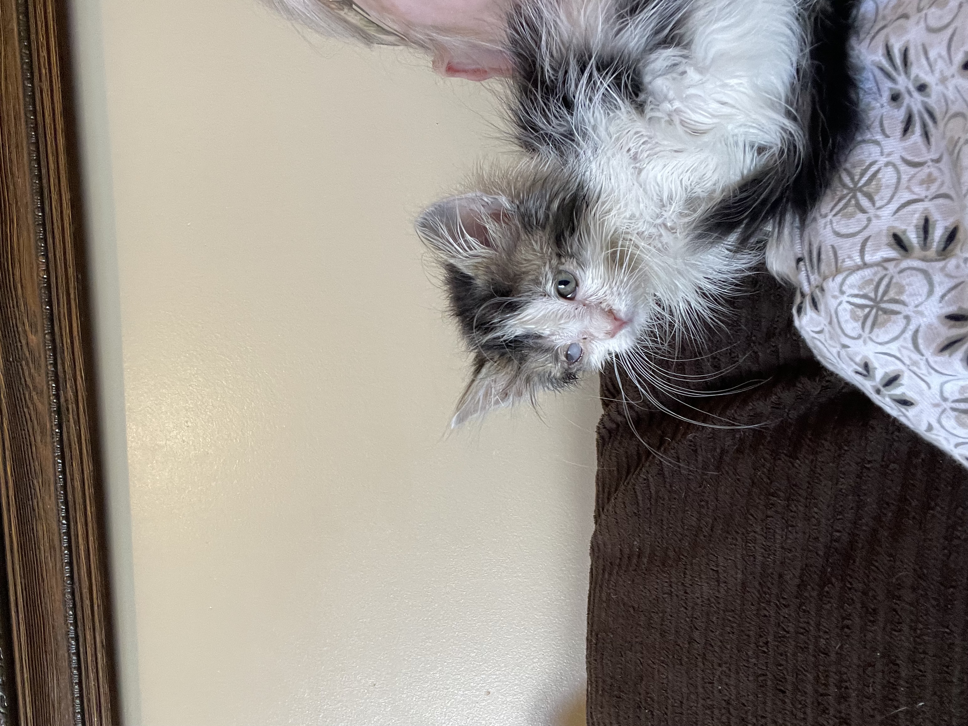 Picture of the Animal Listed