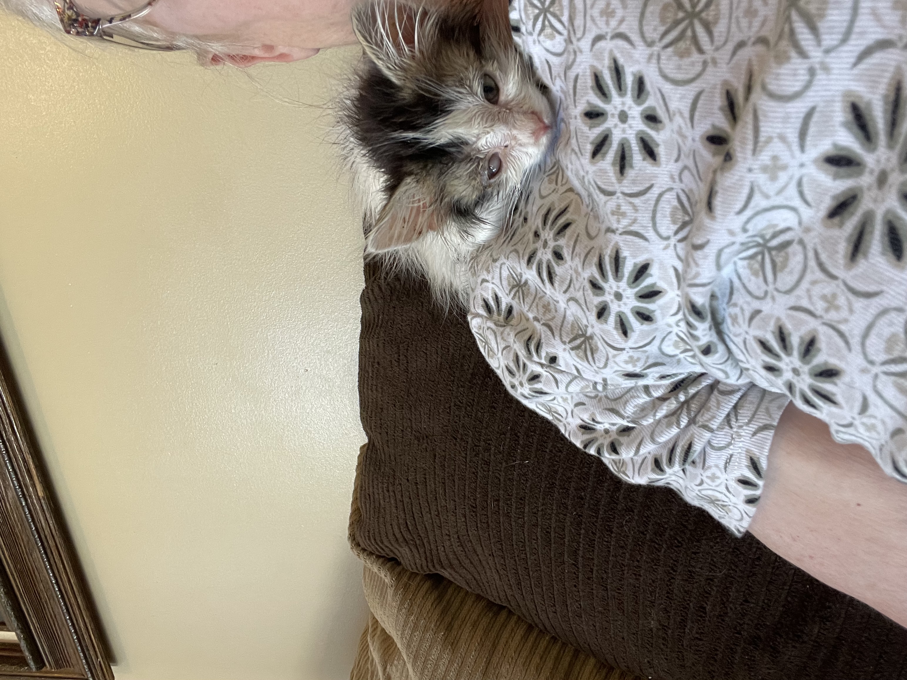Picture of the Animal Listed