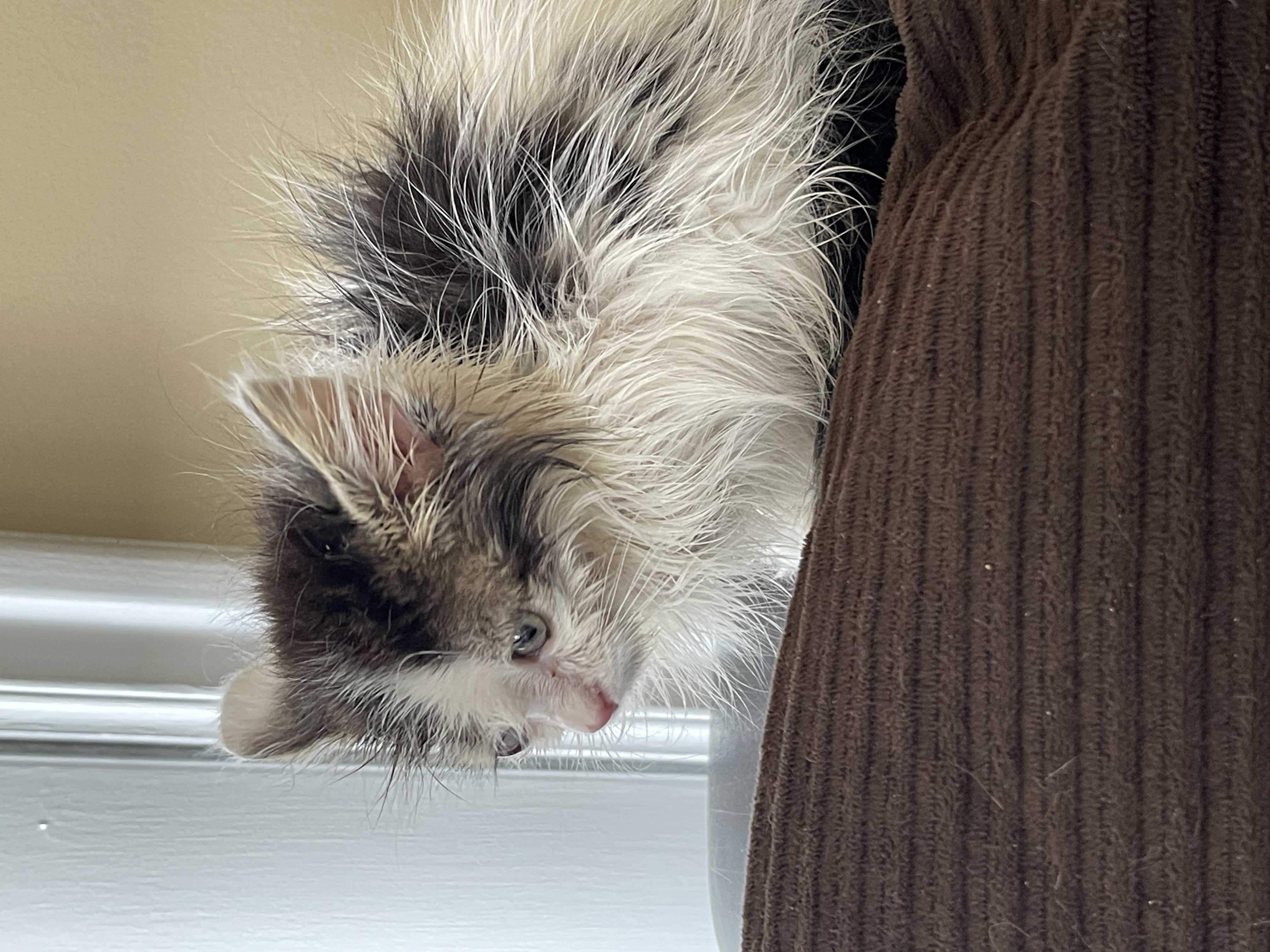 Picture of the Animal Listed