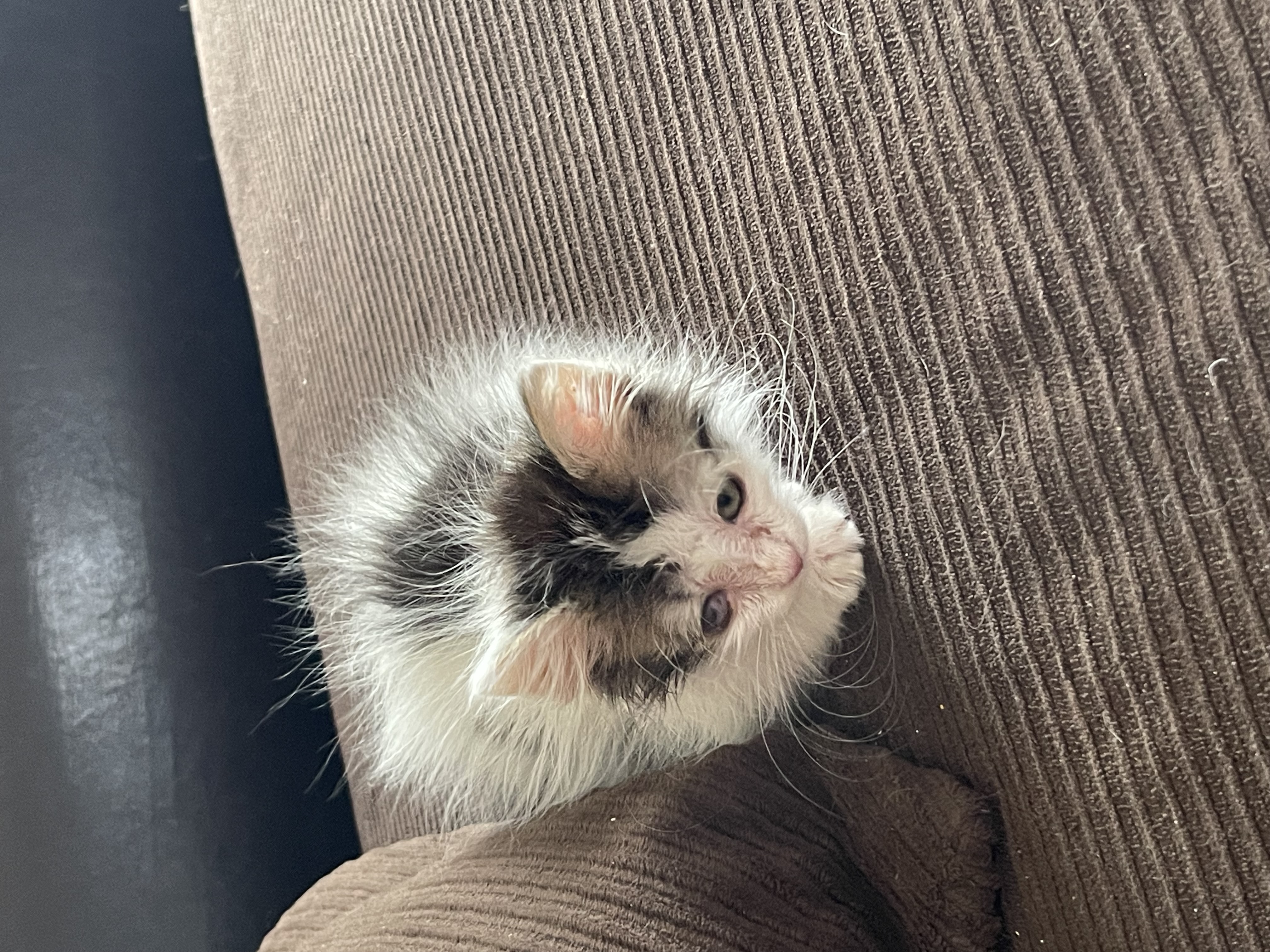 Picture of the Animal Listed
