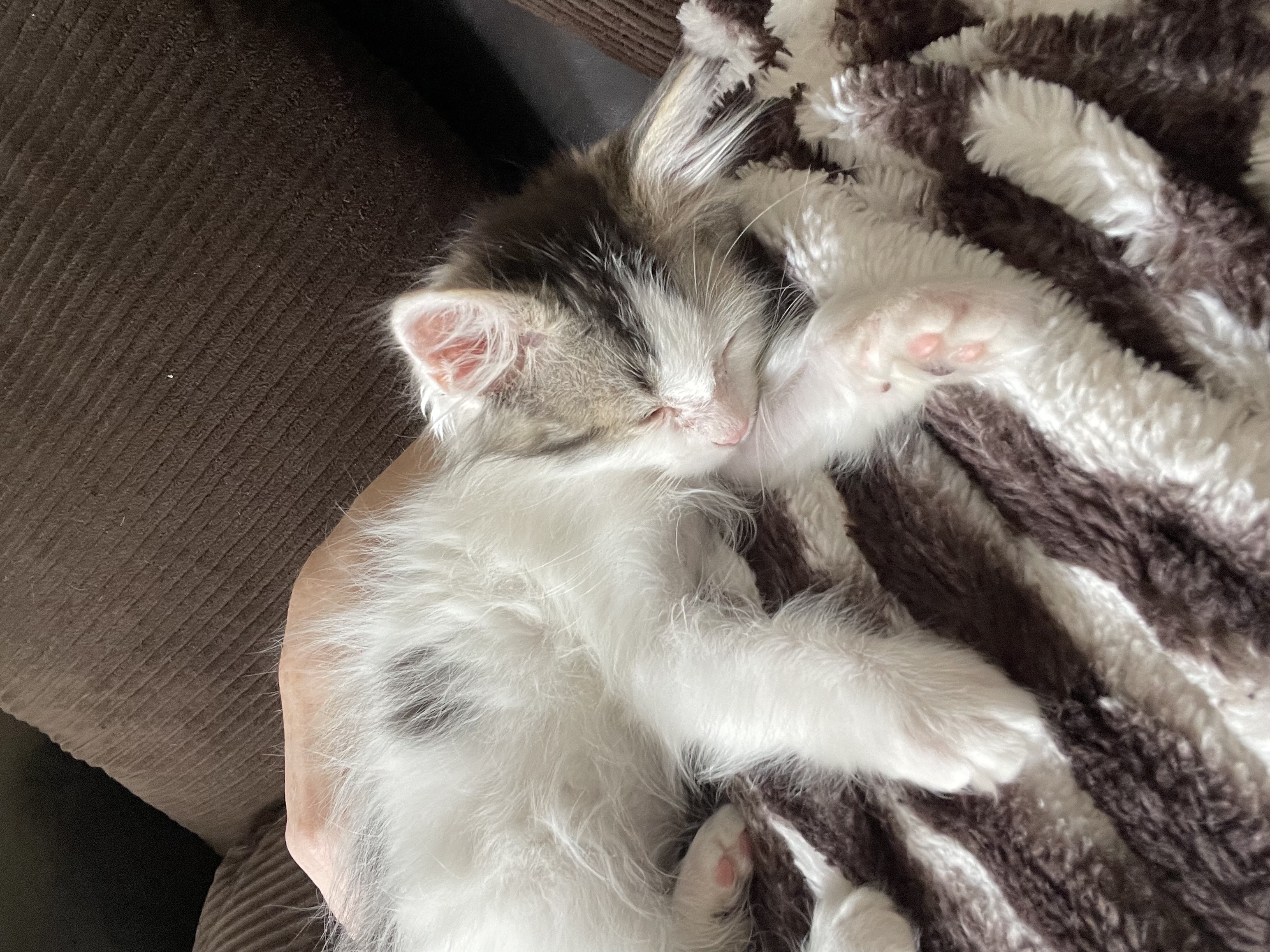 Picture of the Animal Listed