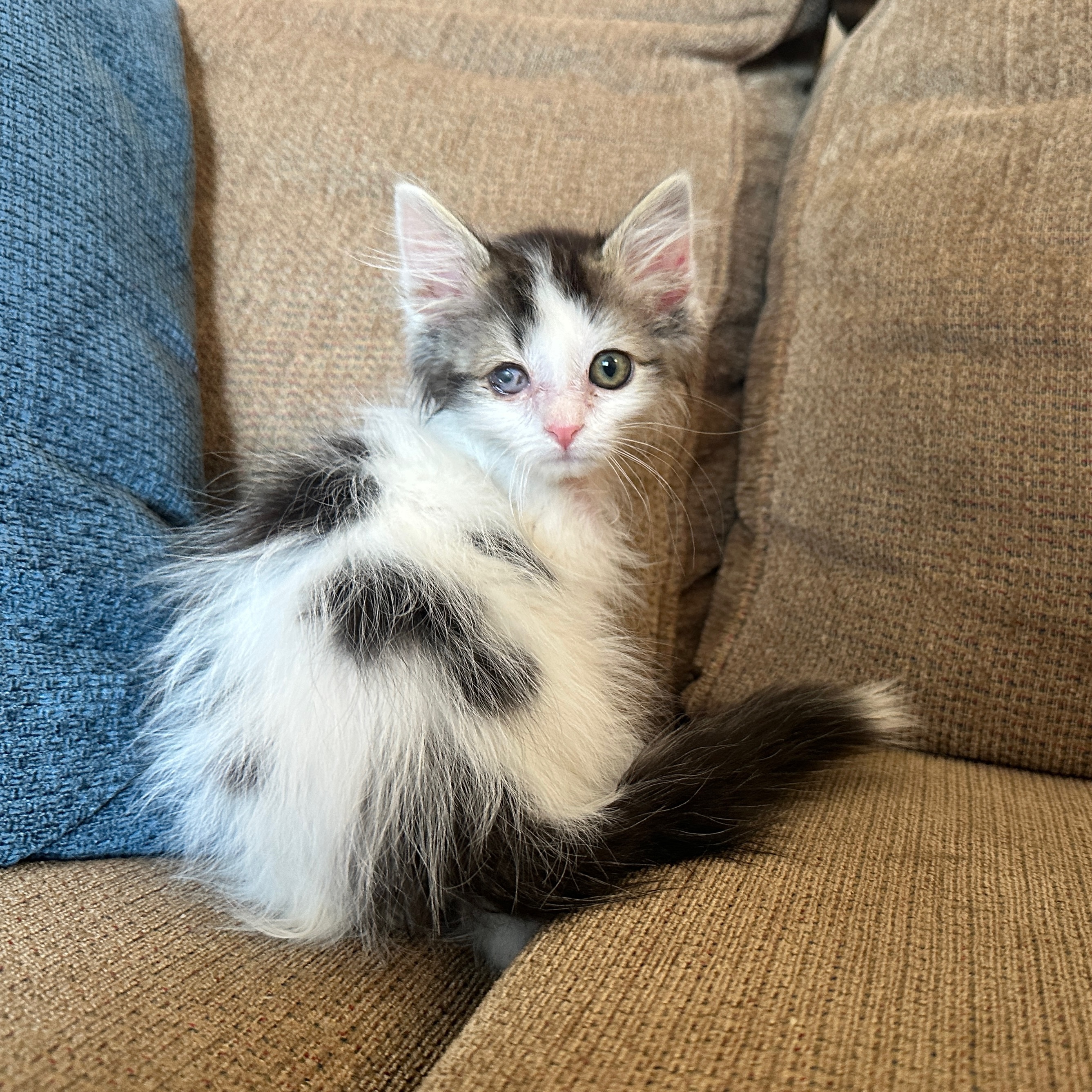 Picture of the Animal Listed