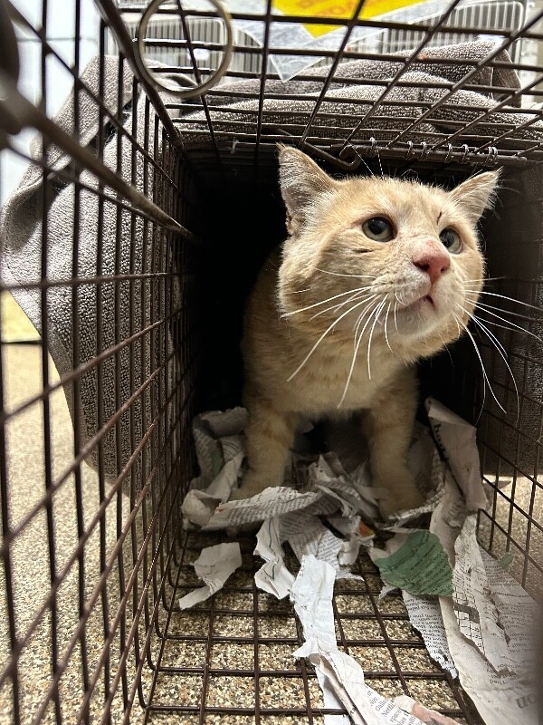 Picture of the Animal Listed