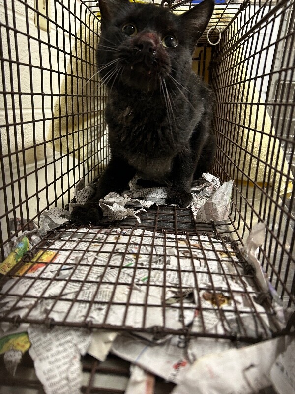 Picture of the Animal Listed