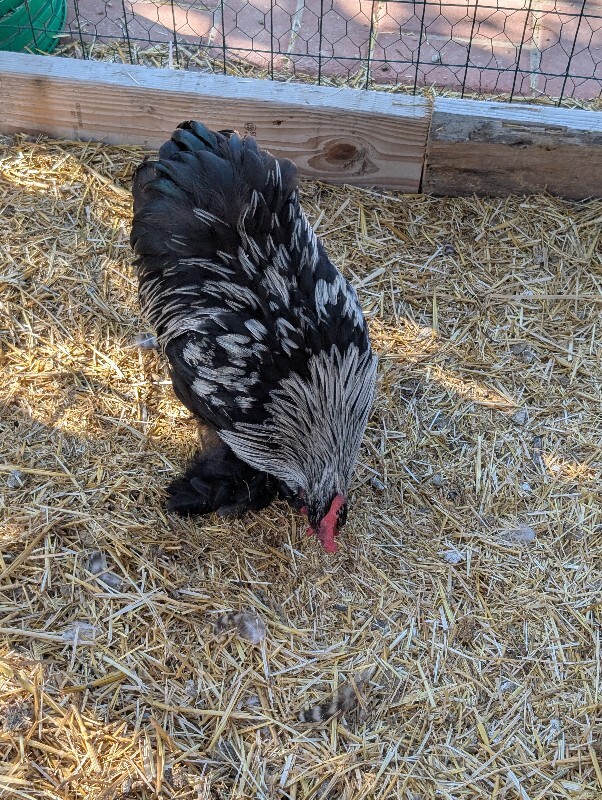 Picture of the Animal Listed