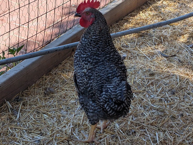 Picture of the Animal Listed