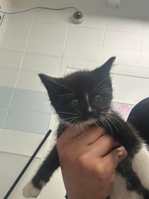 Picture of the Animal Listed