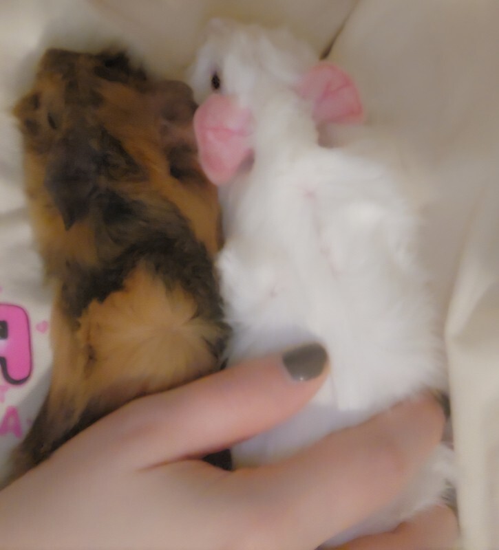 Picture of the Animal Listed
