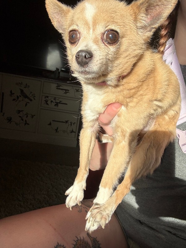Picture of the Animal Listed