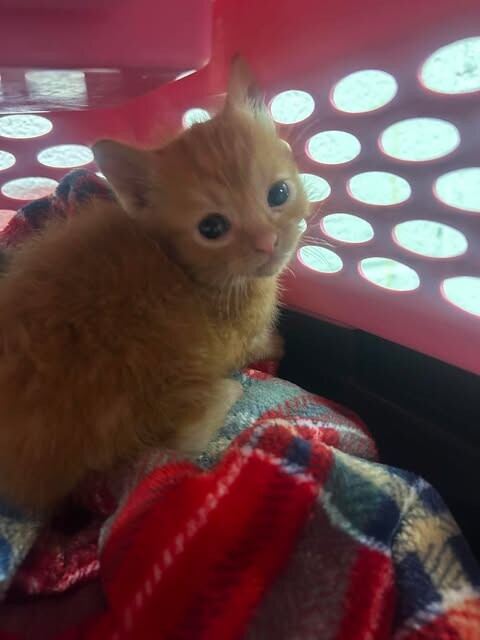 Picture of the Animal Listed