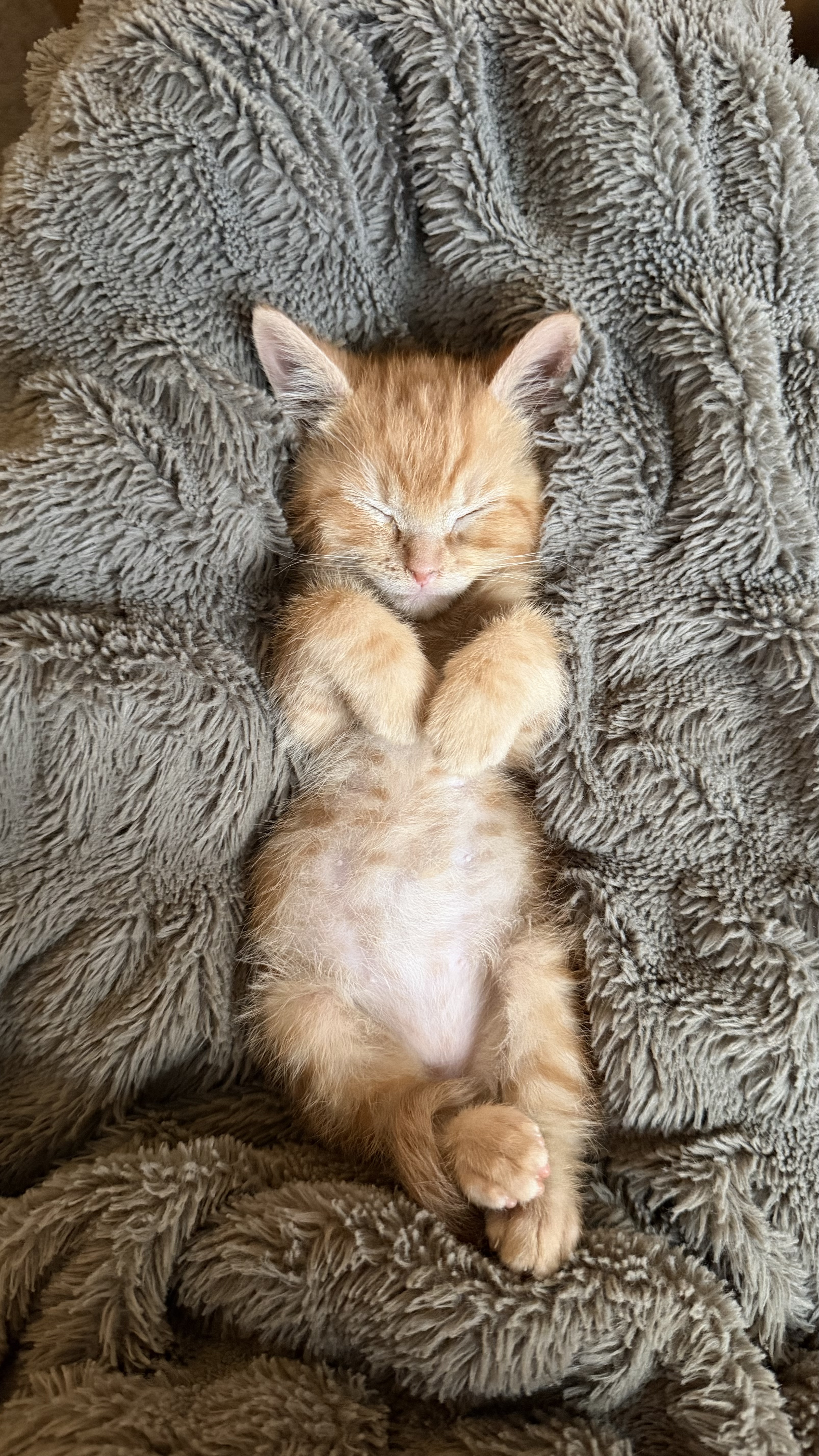 Picture of the Animal Listed