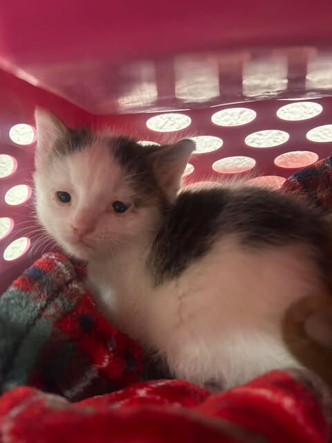 Picture of the Animal Listed