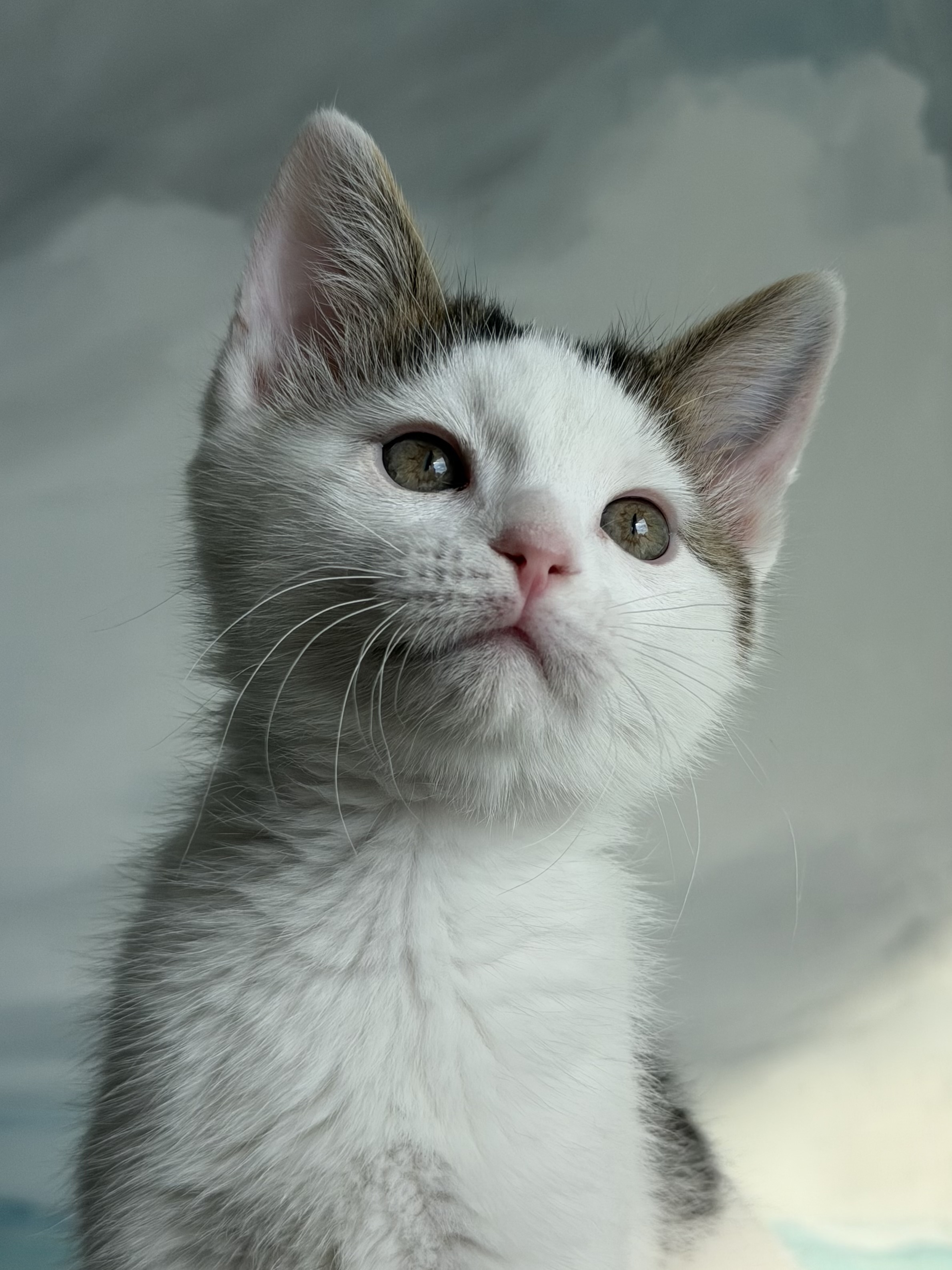 Picture of the Animal Listed