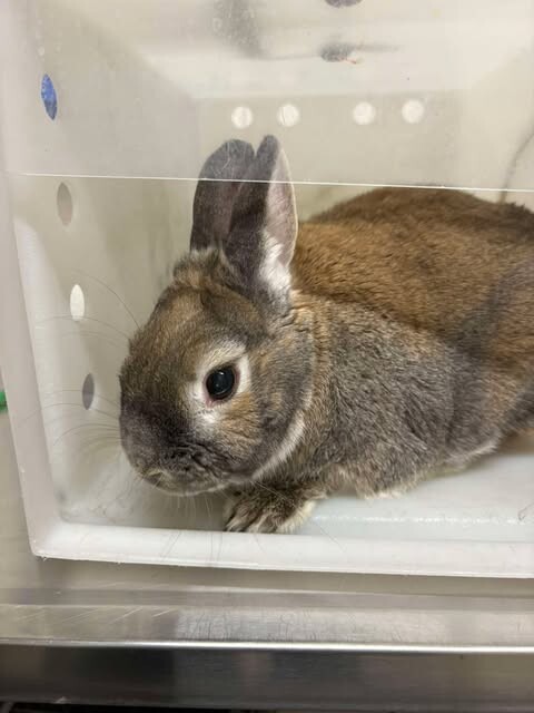 Picture of the Animal Listed