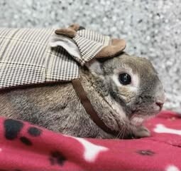 Picture of the Animal Listed