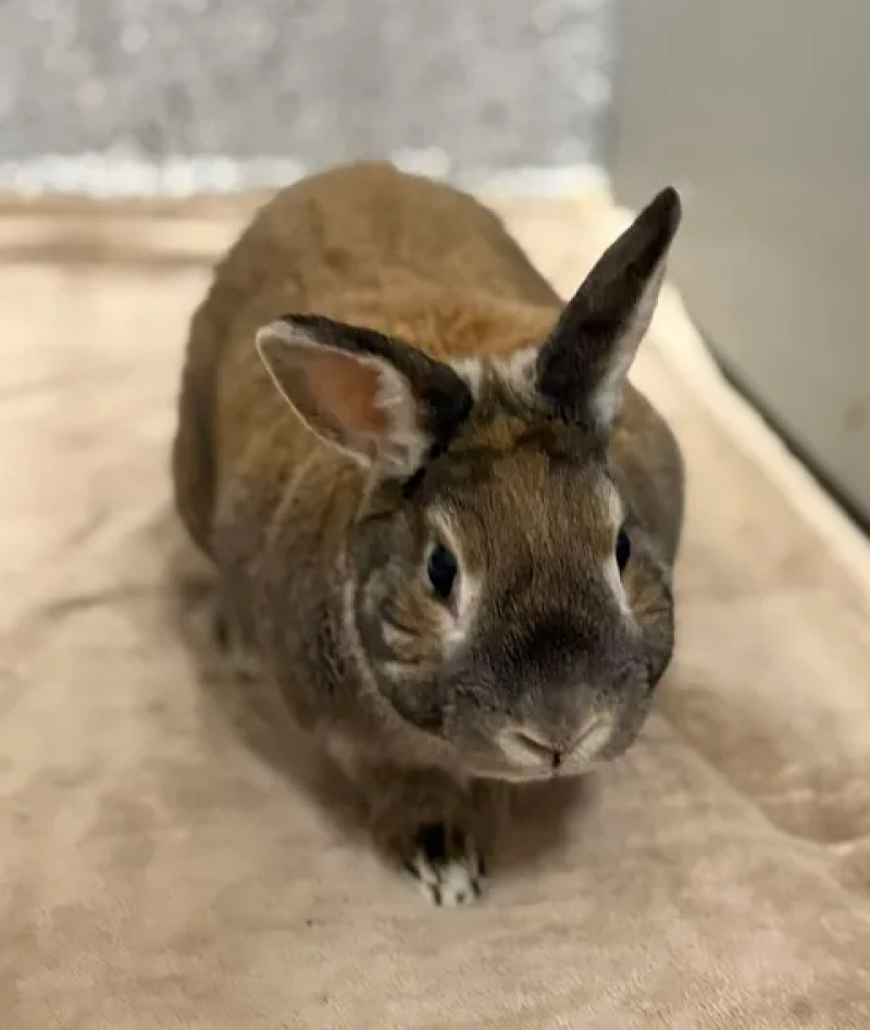Picture of the Animal Listed