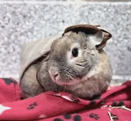 Picture of the Animal Listed