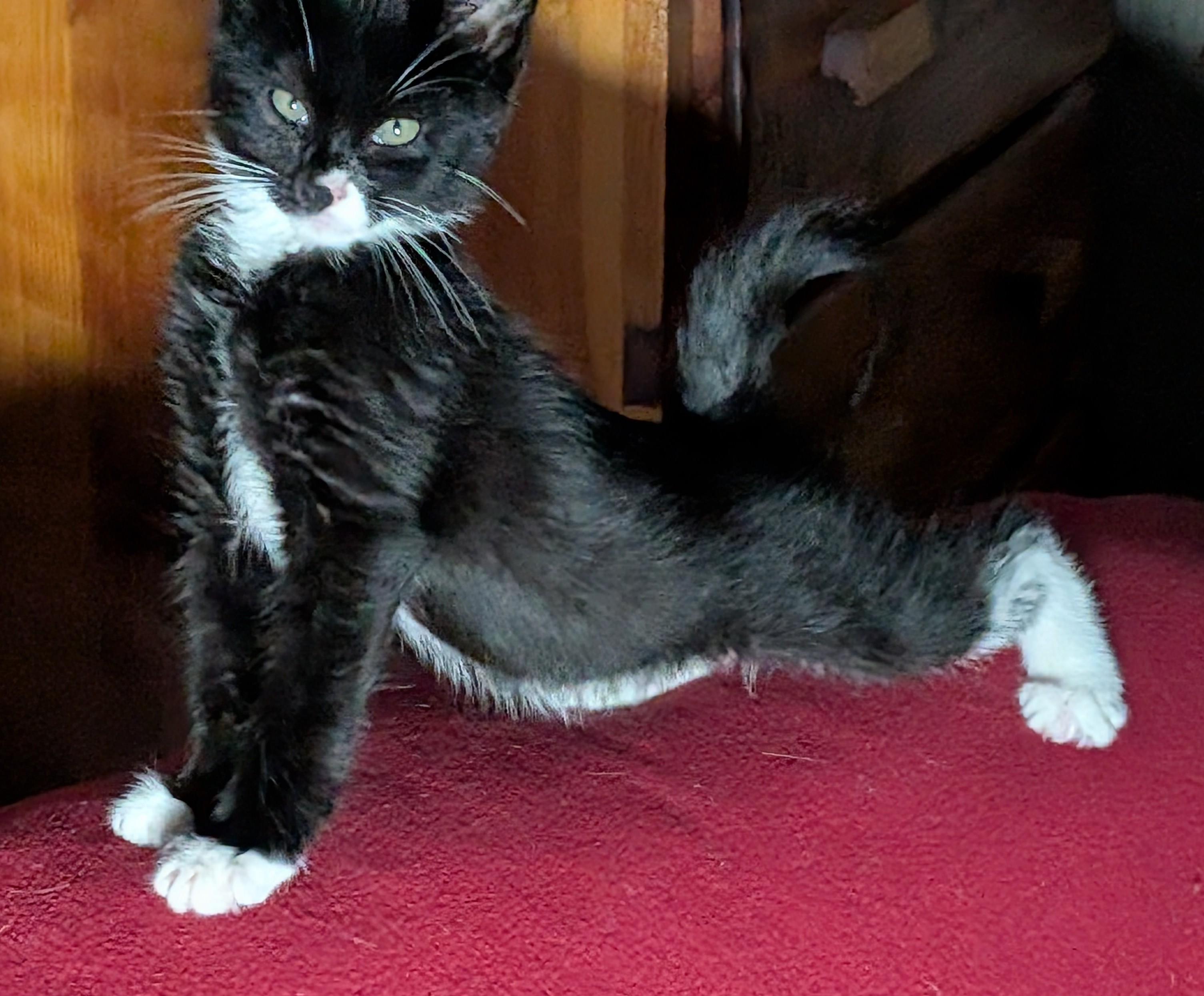 Picture of the Animal Listed