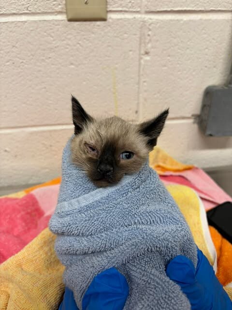 Picture of the Animal Listed