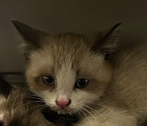 Picture of the Animal Listed