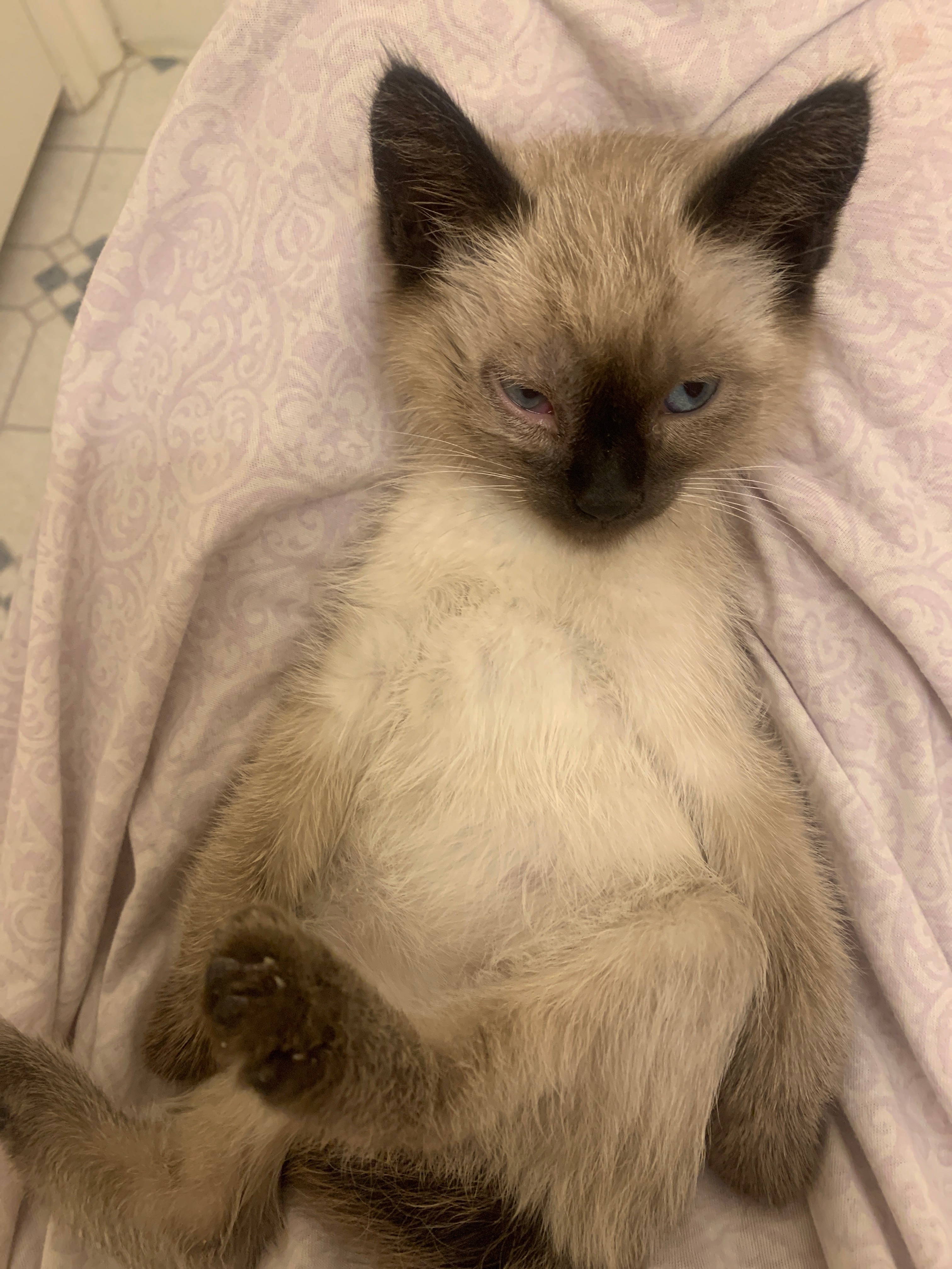 Picture of the Animal Listed