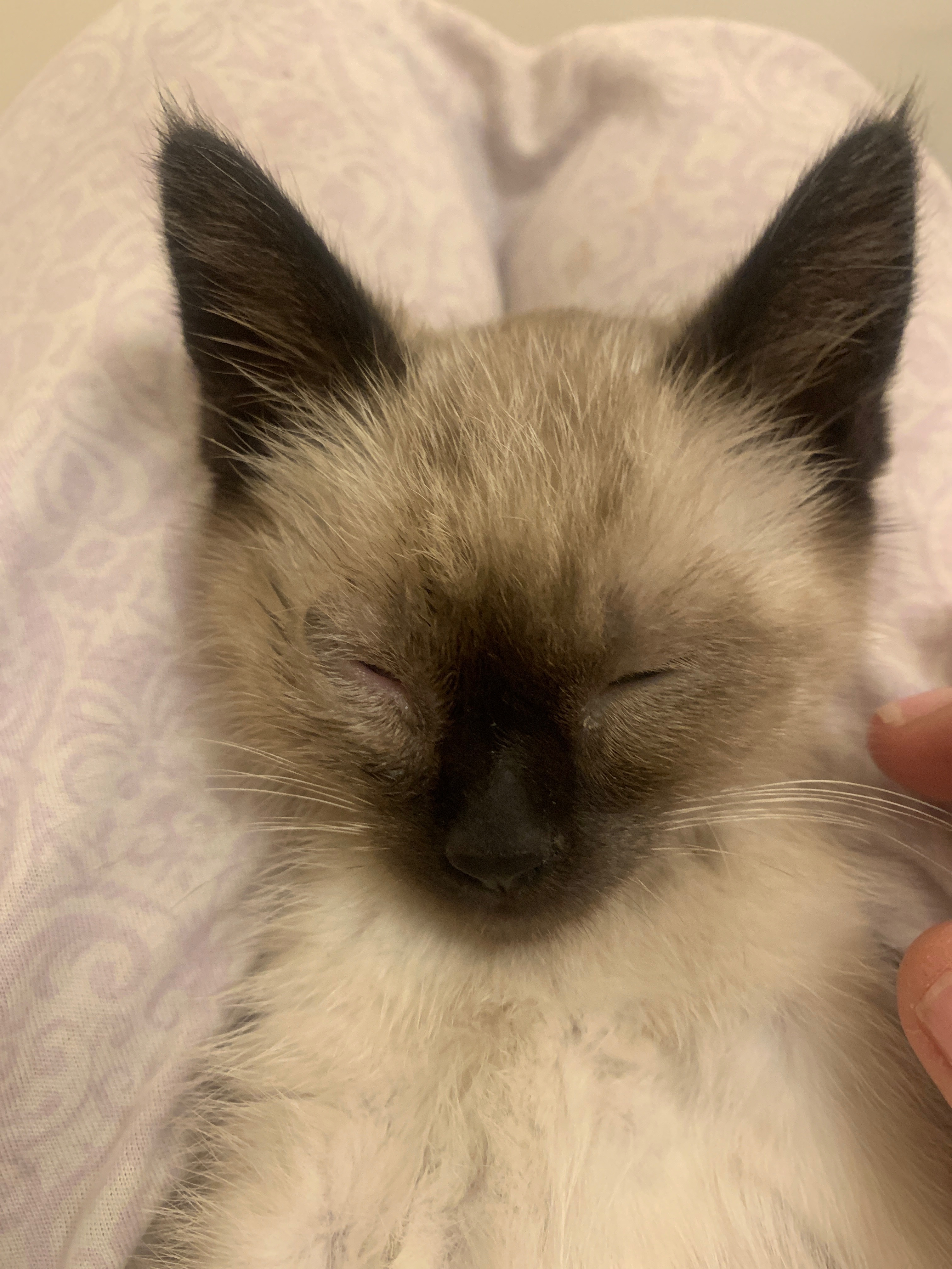 Picture of the Animal Listed