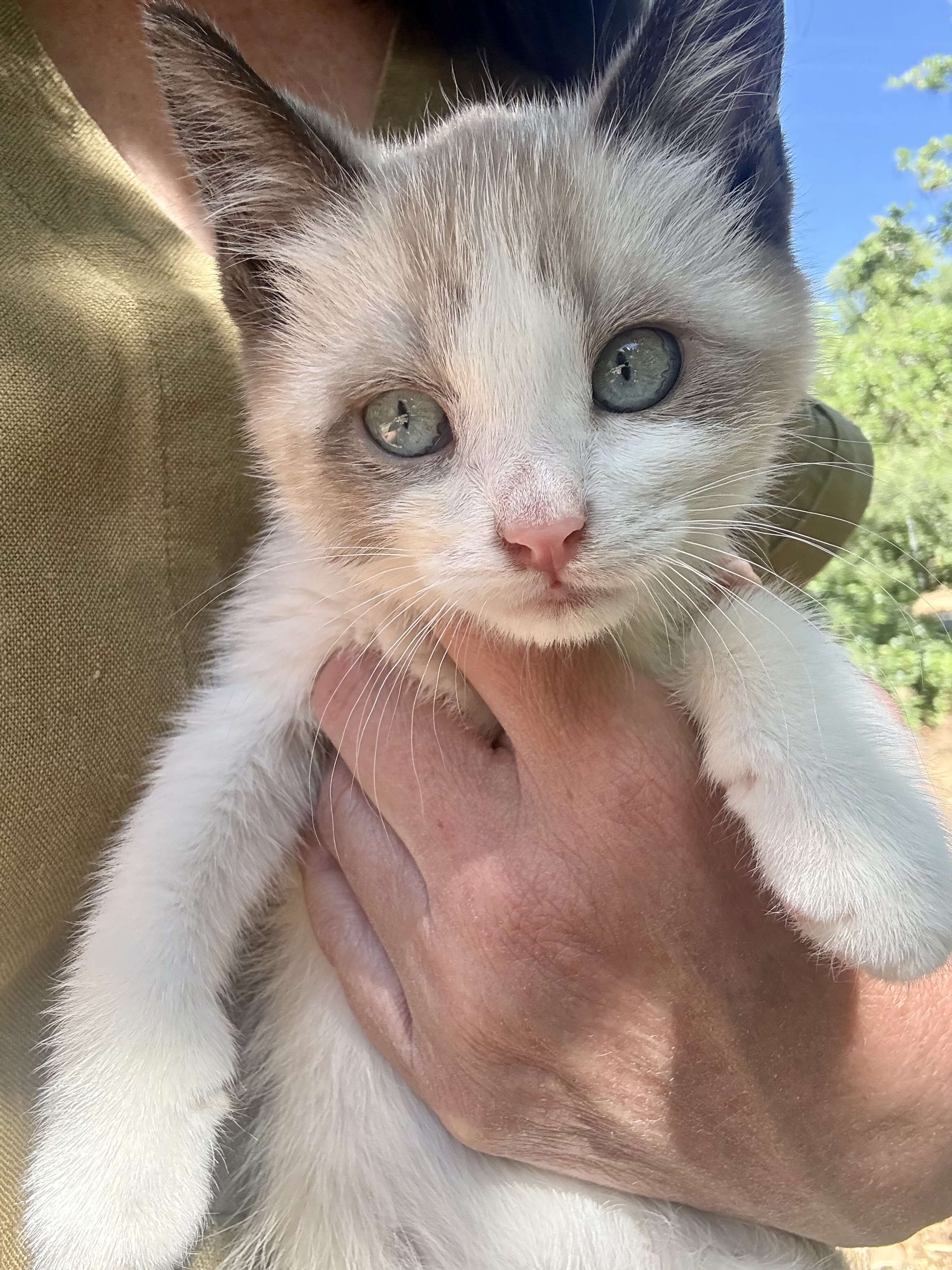 Picture of the Animal Listed