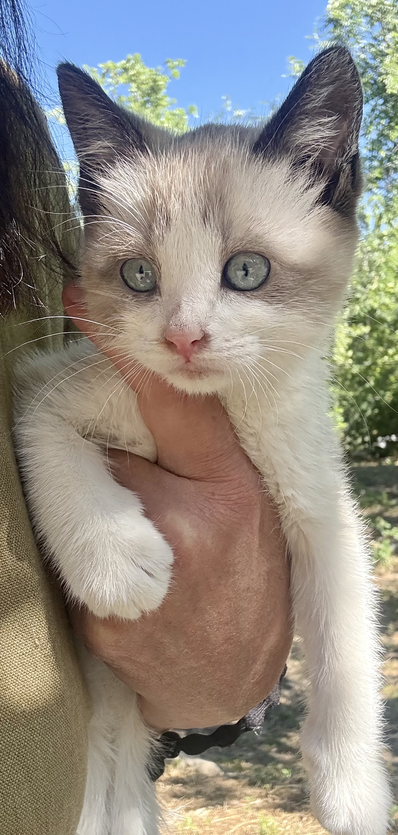 Picture of the Animal Listed