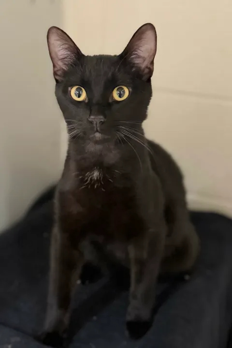 Picture of the Animal Listed