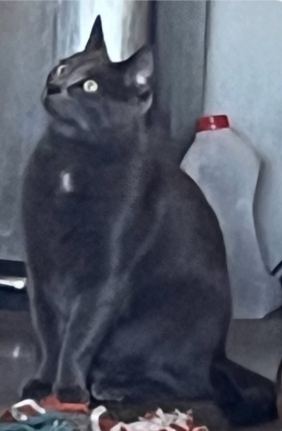 Picture of the Animal Listed