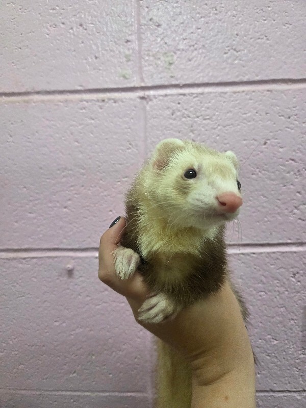 Picture of the Animal Listed
