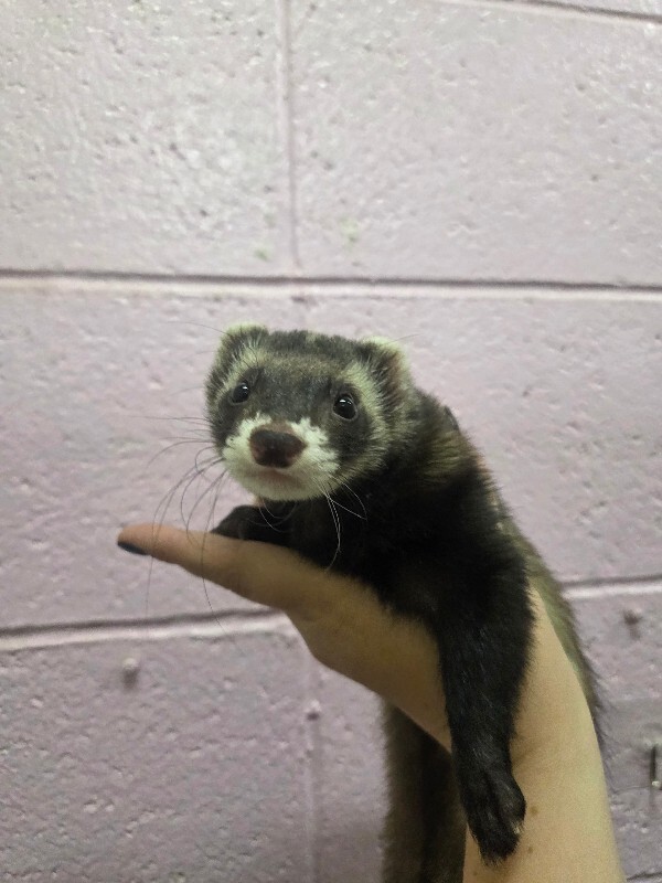 Picture of the Animal Listed