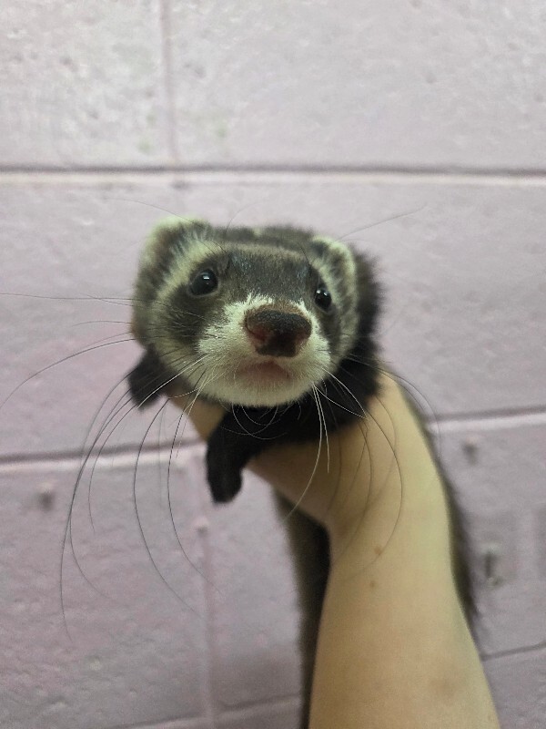 Picture of the Animal Listed