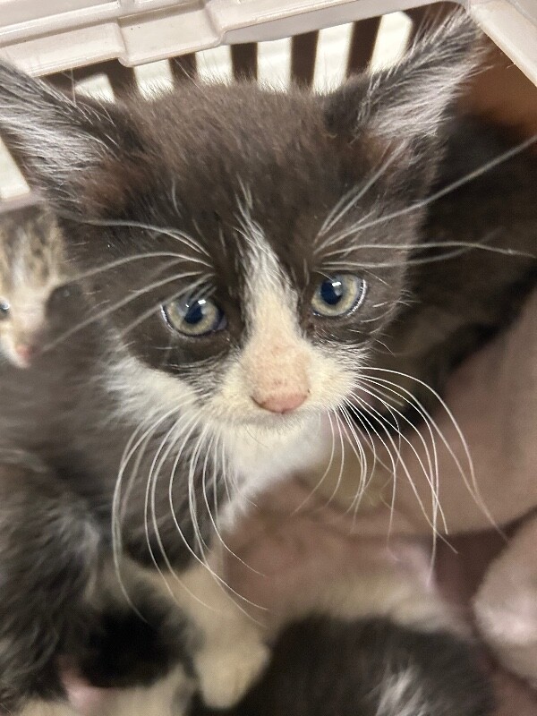 Picture of the Animal Listed