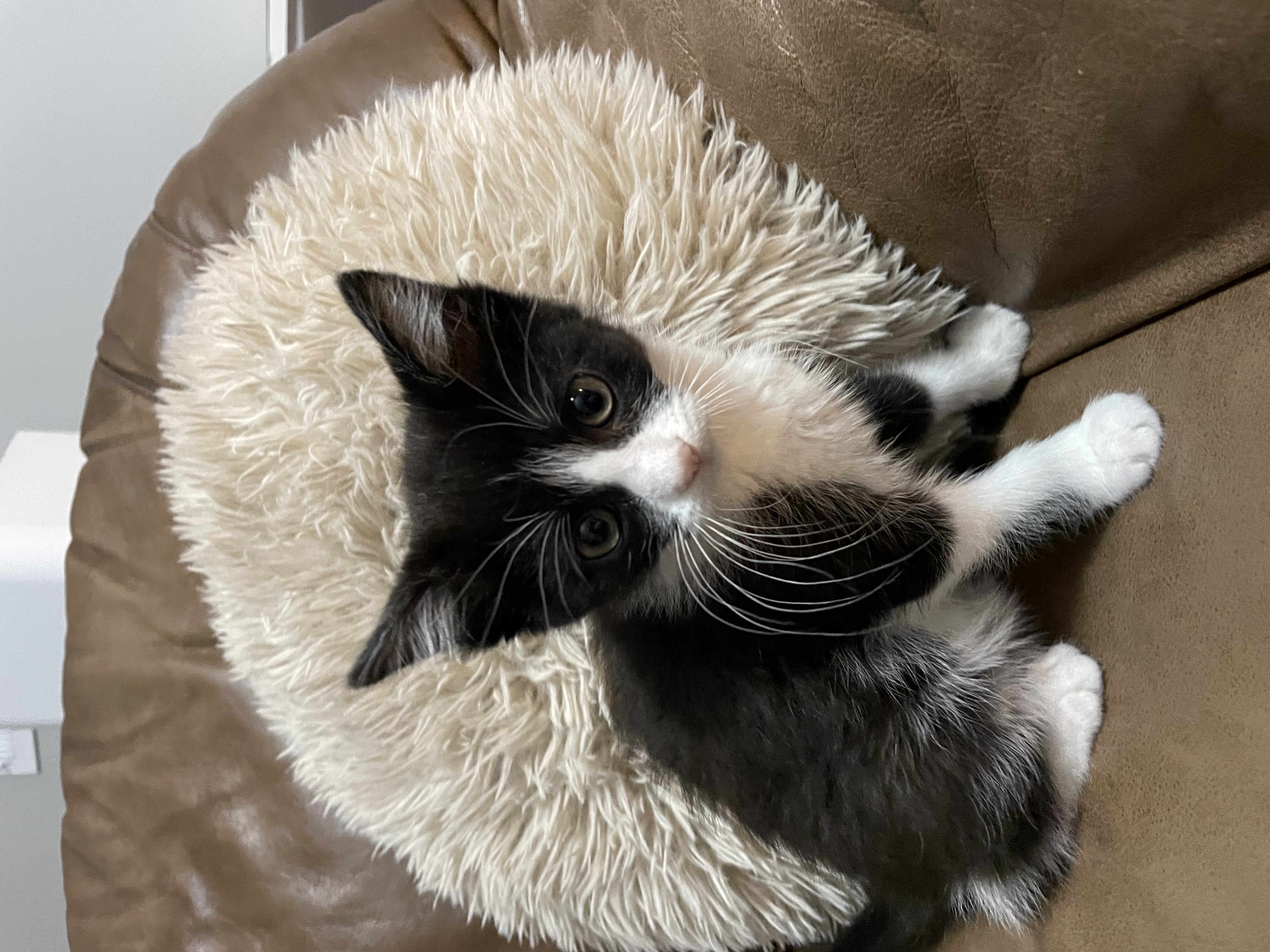 Picture of the Animal Listed