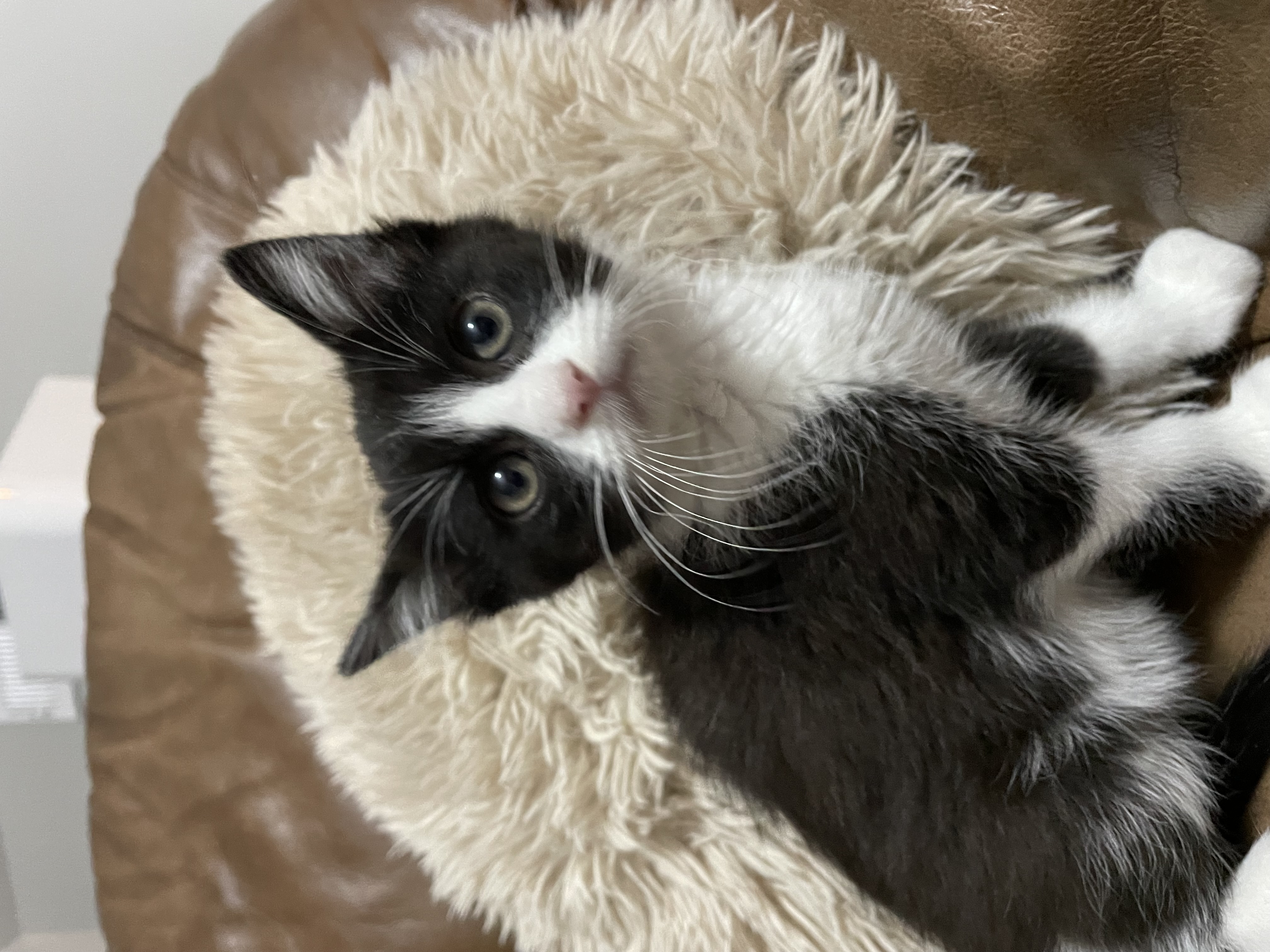 Picture of the Animal Listed