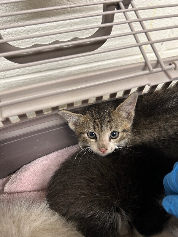 Picture of the Animal Listed