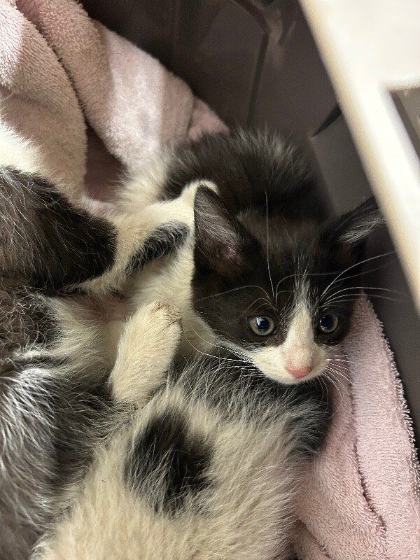 Picture of the Animal Listed