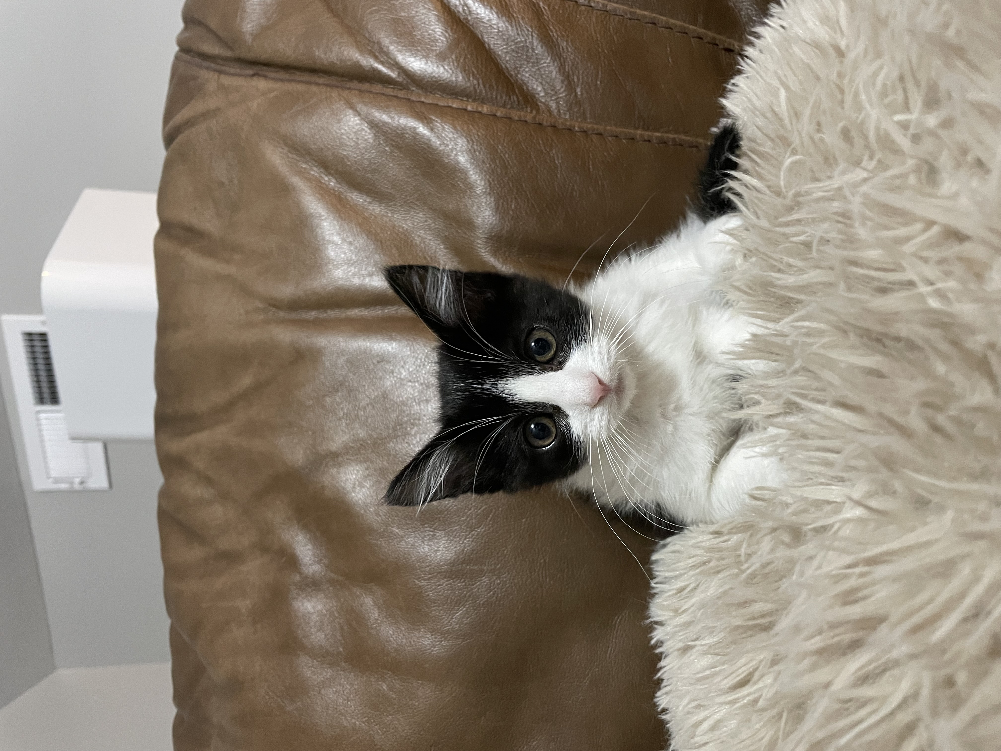 Picture of the Animal Listed