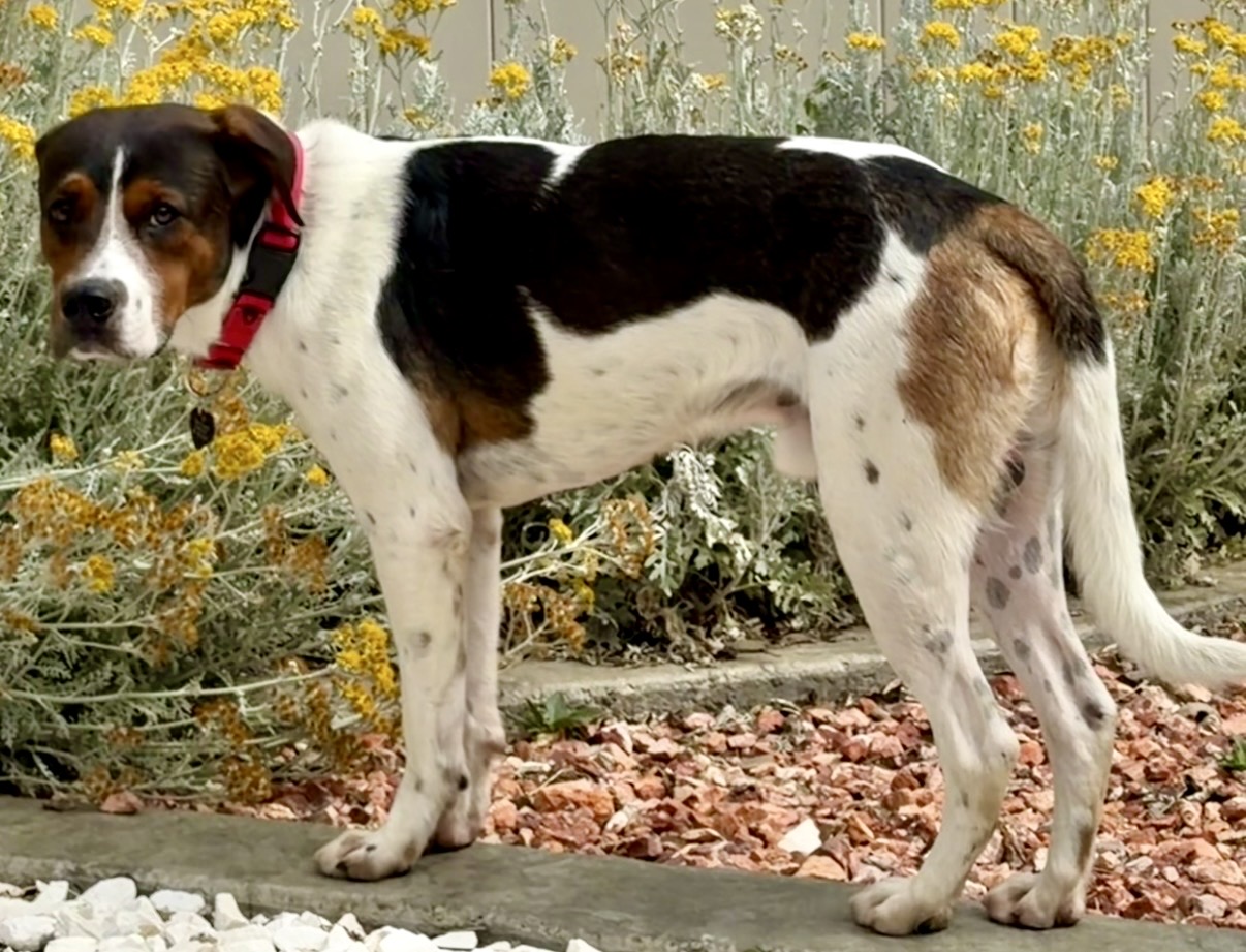 Picture of the Animal Listed