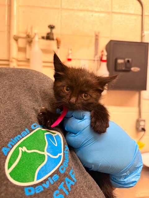 Picture of the Animal Listed