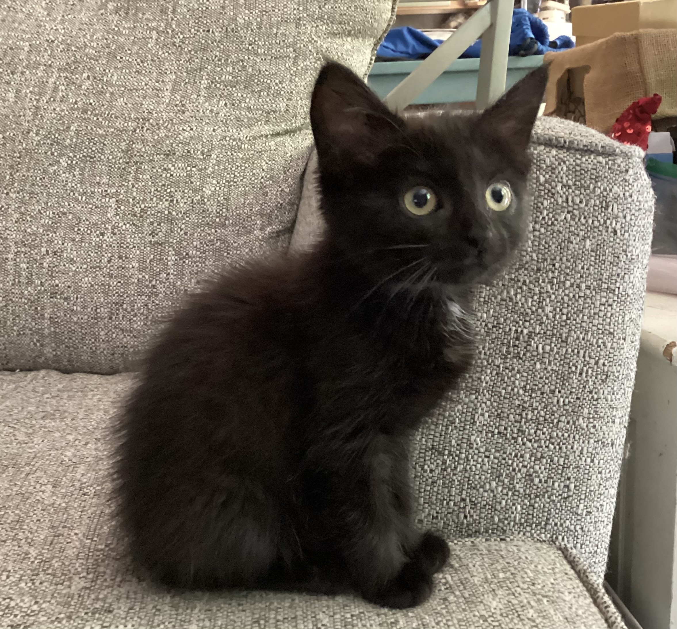 Picture of the Animal Listed