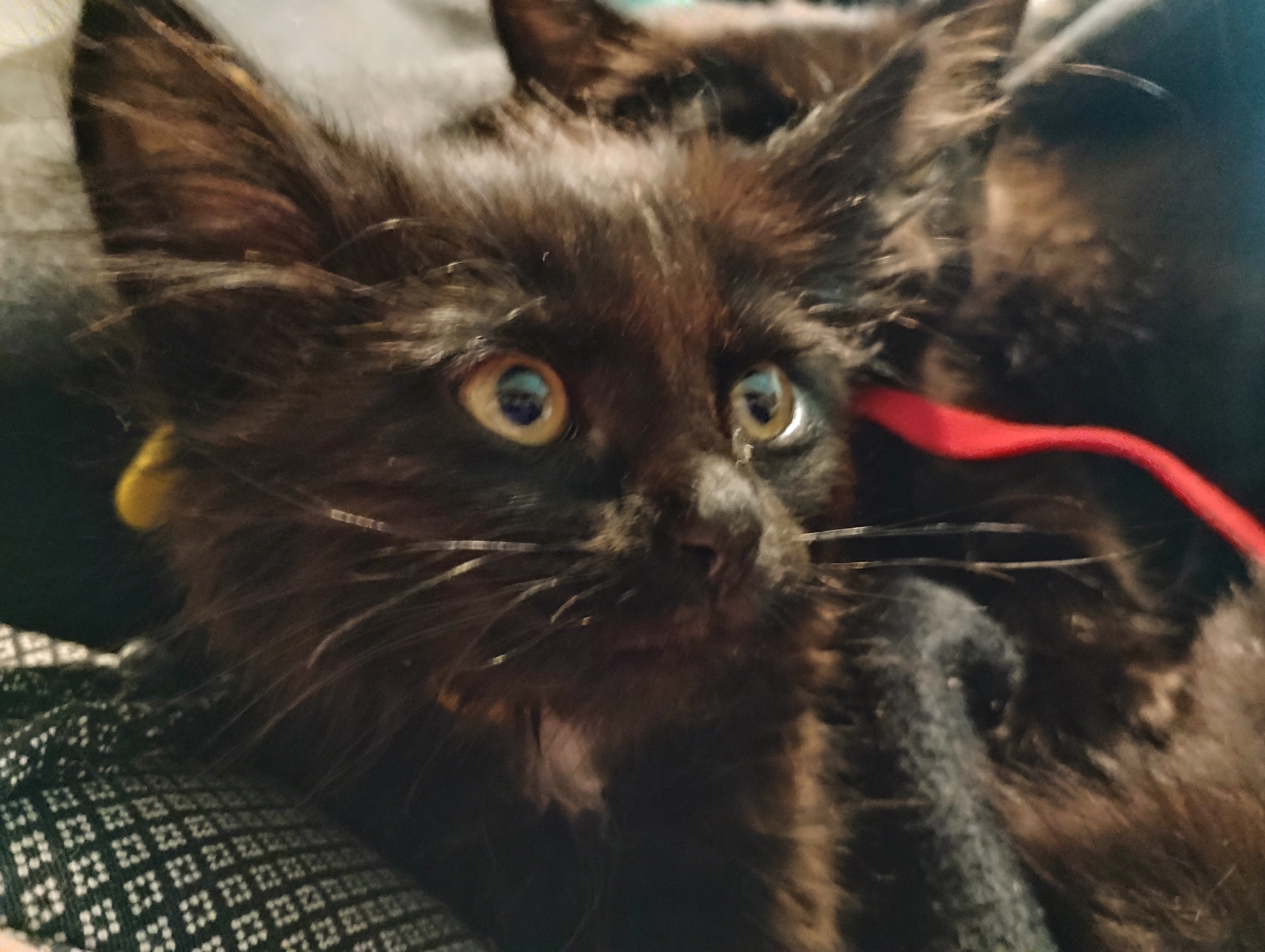 Picture of the Animal Listed