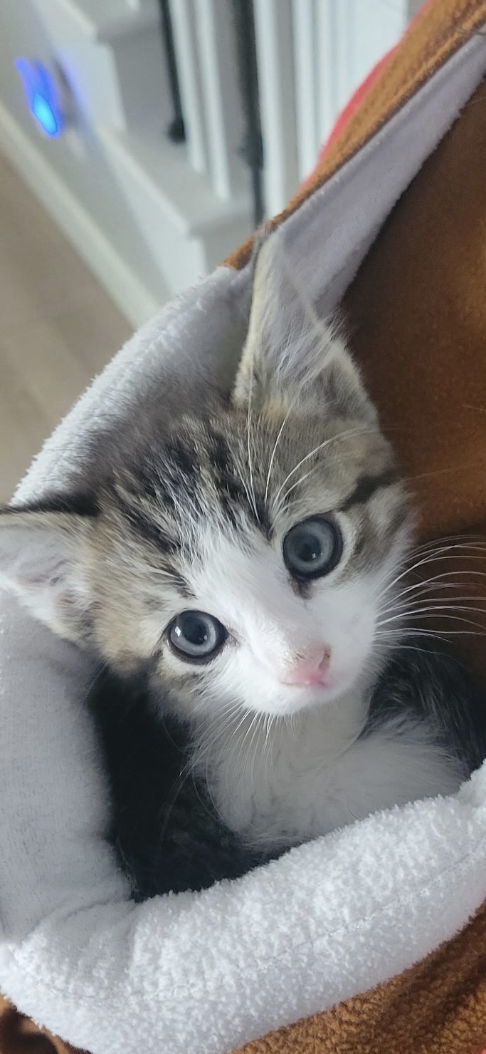 Picture of the Animal Listed