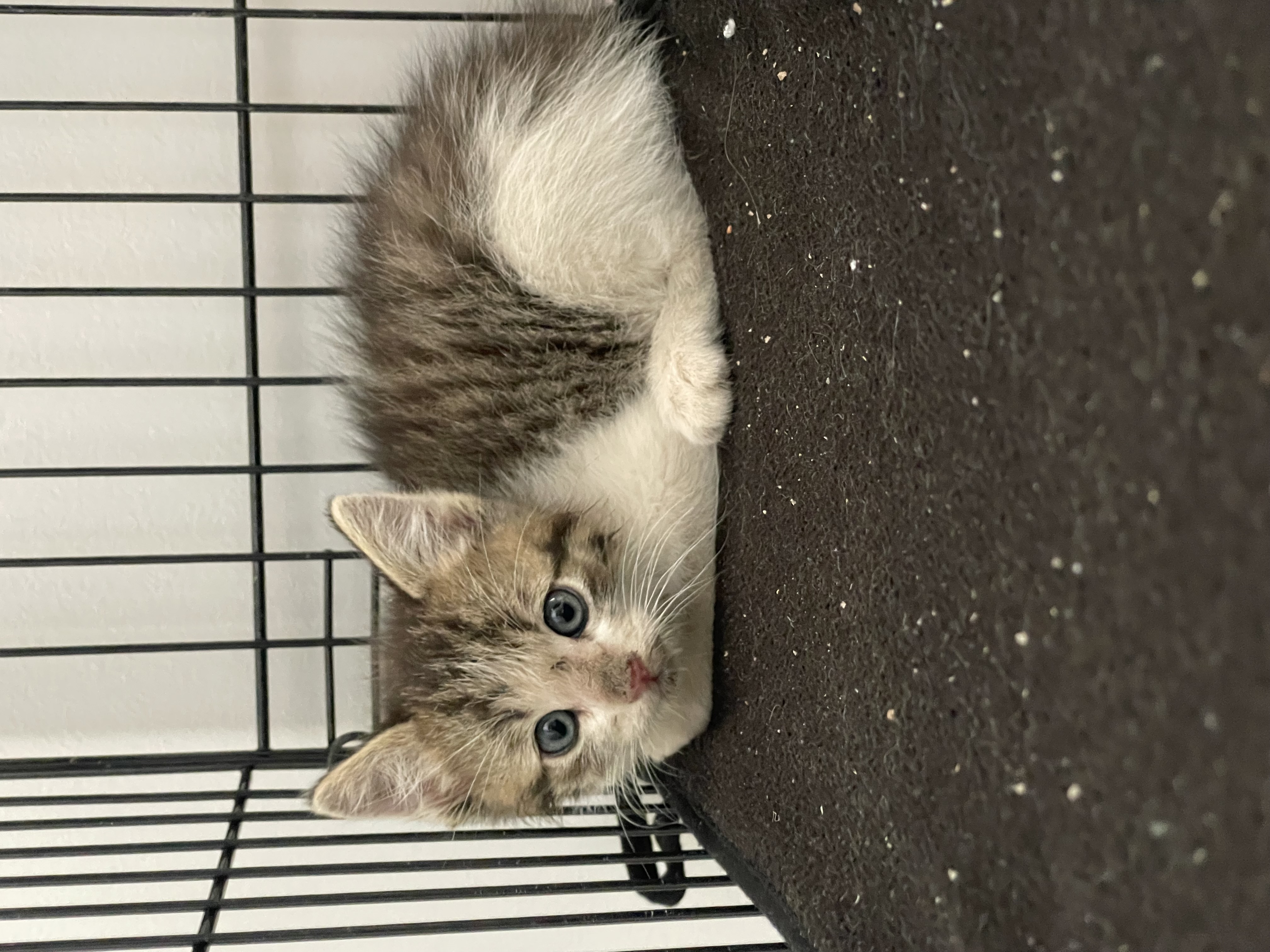Picture of the Animal Listed
