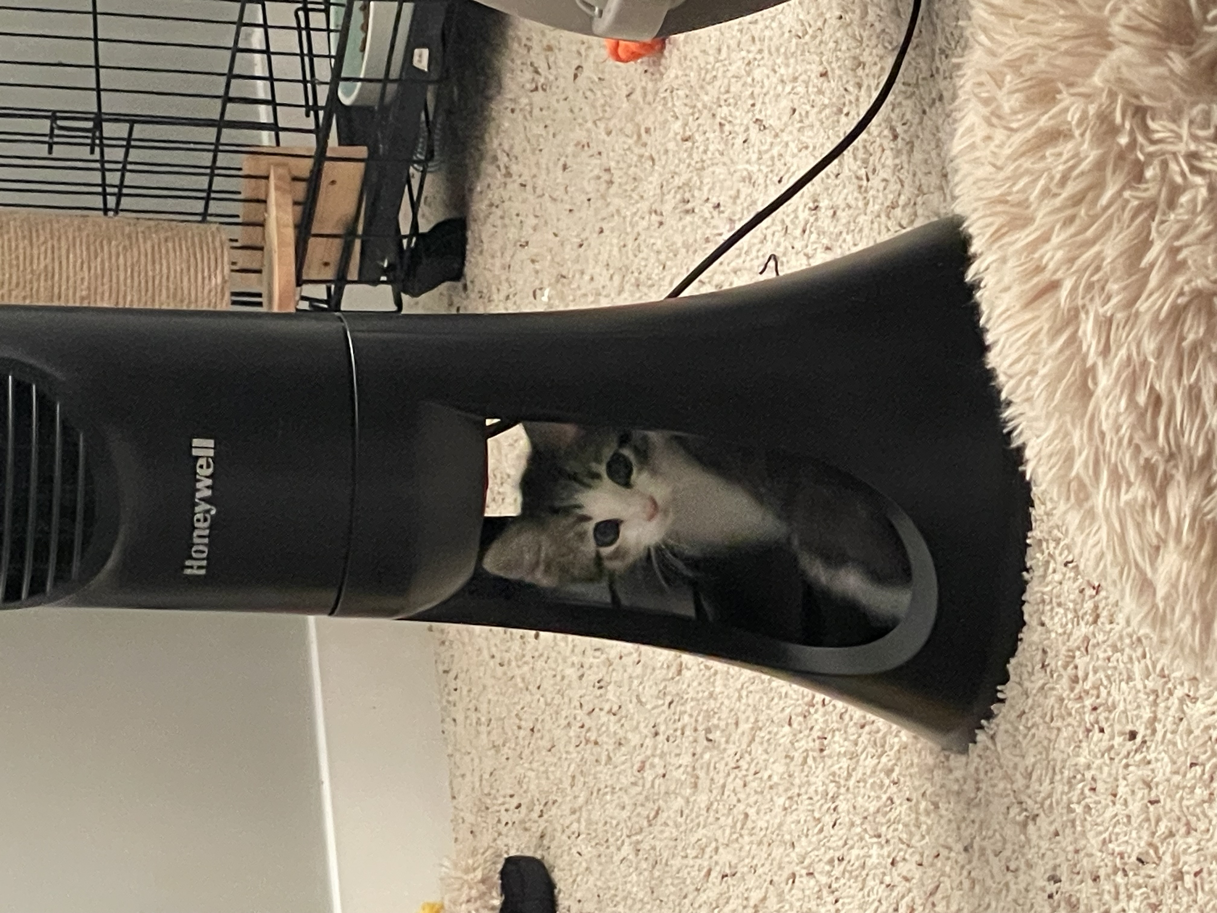 Picture of the Animal Listed