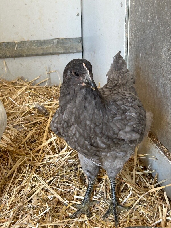 Picture of the Animal Listed